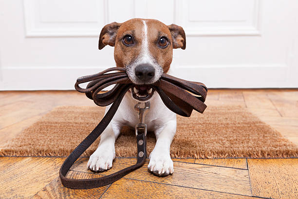Dog Leashes - Hurbane Home