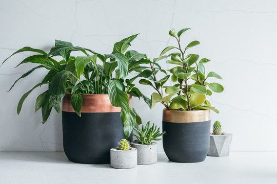 Indoor Plant Pots - Hurbane Home