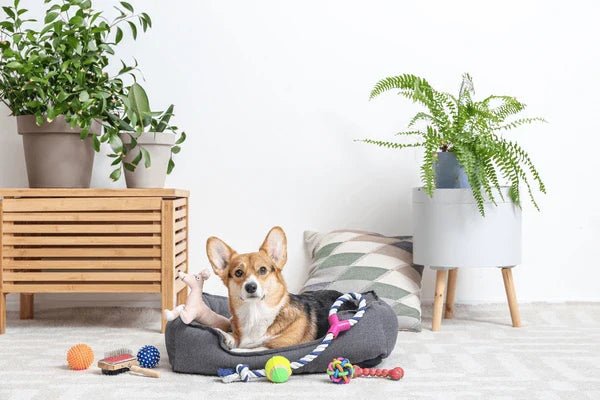 Pet Accessories - Hurbane Home