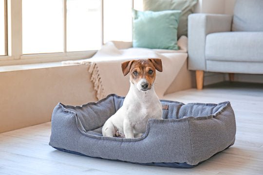 Pet Beds - Hurbane Home