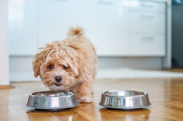 Pet Bowls - Hurbane Home
