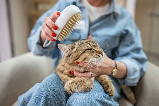 Pet Brush - Hurbane Home
