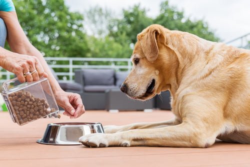 Pet Feeding & Nutrition - Hurbane Home