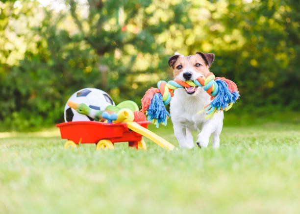 Pet Toys - Hurbane Home