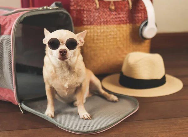 Pet Travel Accessories - Hurbane Home