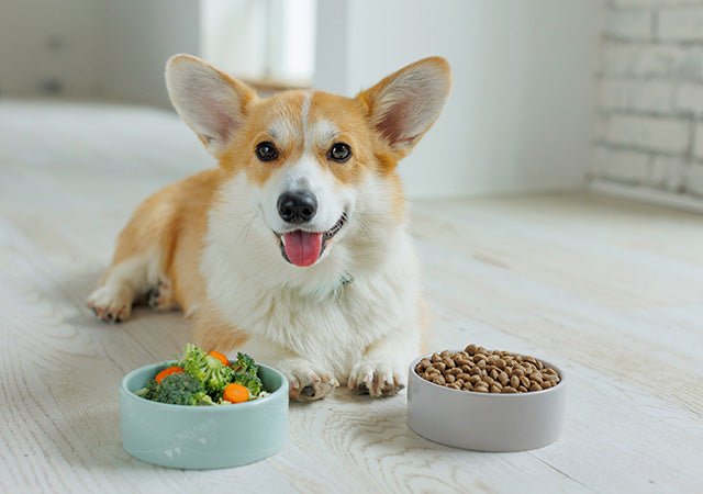 Pets - Hurbane Home