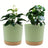 2-Pack 6.5in Self-Watering Removable-Bottom Round Plastic Planters Indoor Outdoor