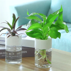 Clear Desktop Vase – Mini Self - Watering Hydroponic Plant Pot - Hurbane Home