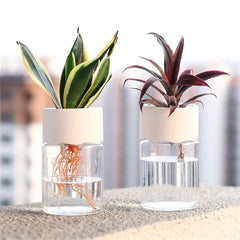 Clear Desktop Vase – Mini Self - Watering Hydroponic Plant Pot - Hurbane Home