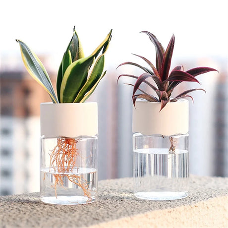 Clear plastic orchid pots with visible roots and water reservoir
