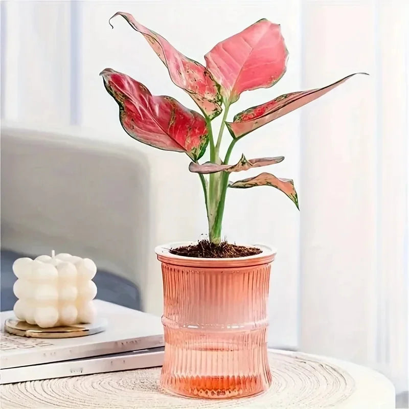 Clear plastic orchid pots showing visible water reservoir
