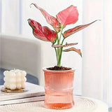 Clear plastic orchid pots showing visible water reservoir