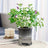 Clear Plastic Plant Pots – Self Watering Hydroponic Double Layer Planter - Hurbane Home