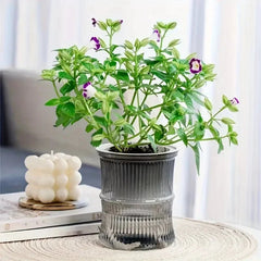 Clear Plastic Plant Pots – Self Watering Hydroponic Double Layer Planter - Hurbane Home