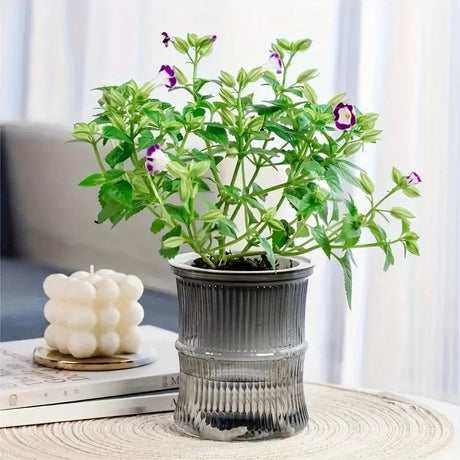 Clear Plastic Plant Pots – Self Watering Hydroponic Double Layer Planter - Hurbane Home