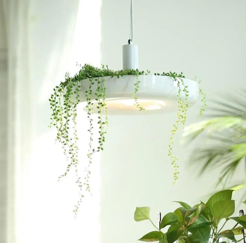 Backlit planter pendant with a long trailing plant in daylight