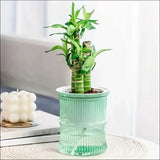 Flower pot transparent with self watering inner layer