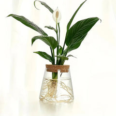 Glass Propagation Station – Desktop Plant Cutting Rack with Six Vases - Hurbane Home