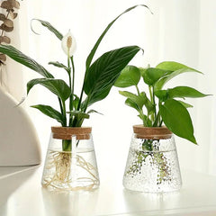 Glass Propagation Station – Desktop Plant Cutting Rack with Six Vases - Hurbane Home