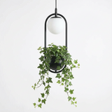 Black hoop planter pendant with ivy on a plain white background