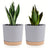 Self Watering Planter – 2 - Pack Round Plastic Pots with Removable Base - Hurbane Home