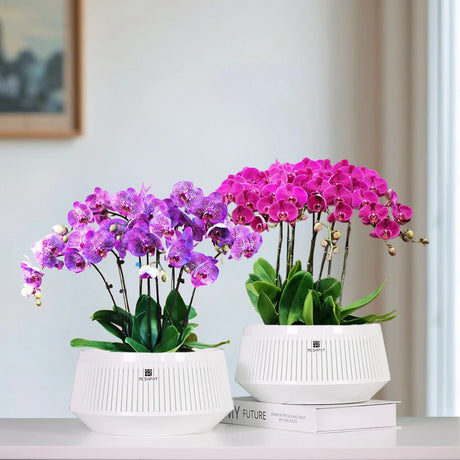 White plastic plant stand supporting orchid root airflow